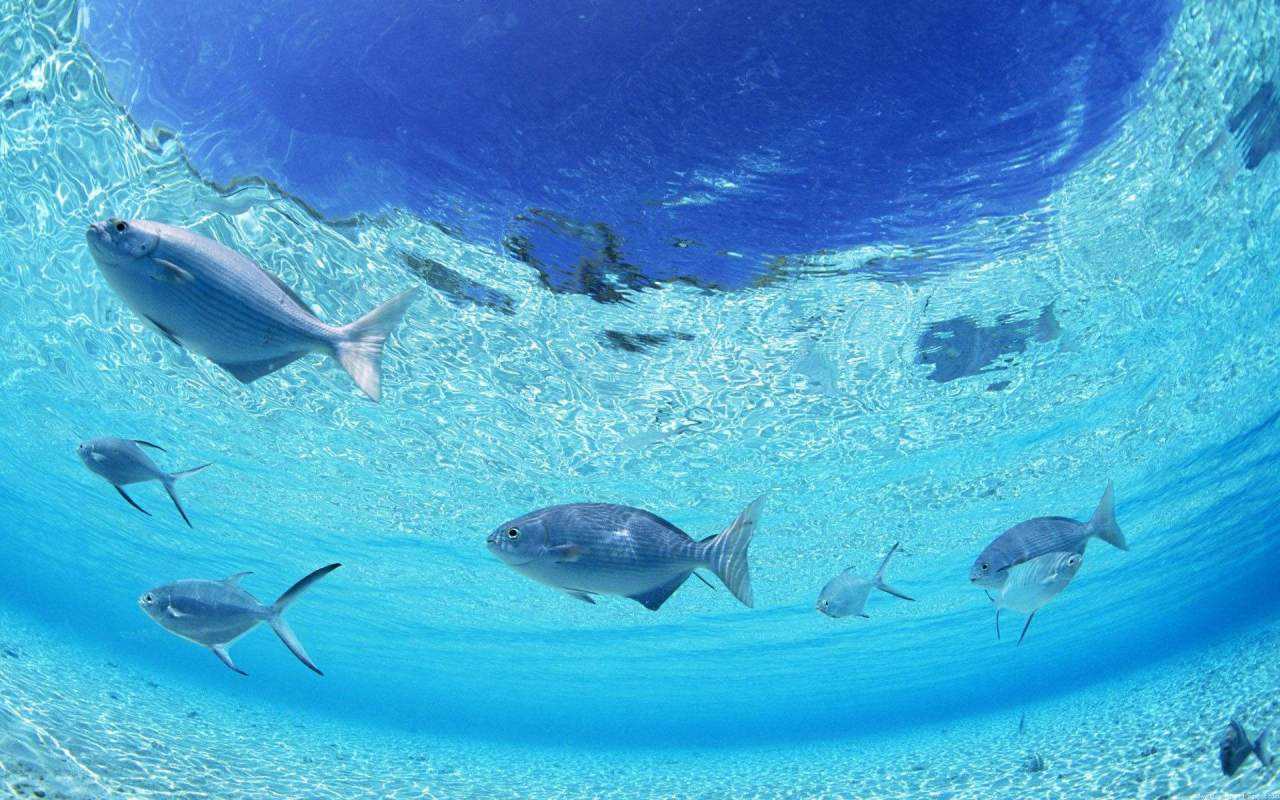 海洋技术  深耕蓝色国土 建设海洋强国_志愿有途，高考志愿填报服务平台，新高考选科填报指南，高考查分，大学专业排名，生涯规划